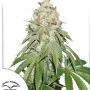 Семена конопли Banana Blaze® от Dutch Passion